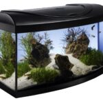 aquarium